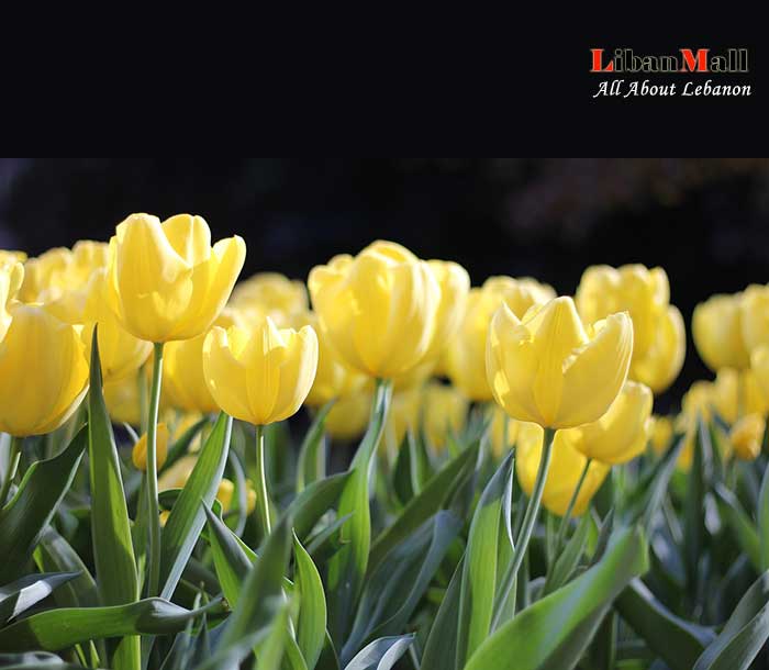 Easter greeting card, happy Easter card, free greeting cards, best wishes cards, cards from Lebanon, Easter Bunny cards, Easter eggs cards, Easter flower card, free online cards